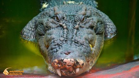 Saltwater crocodile, Cassia