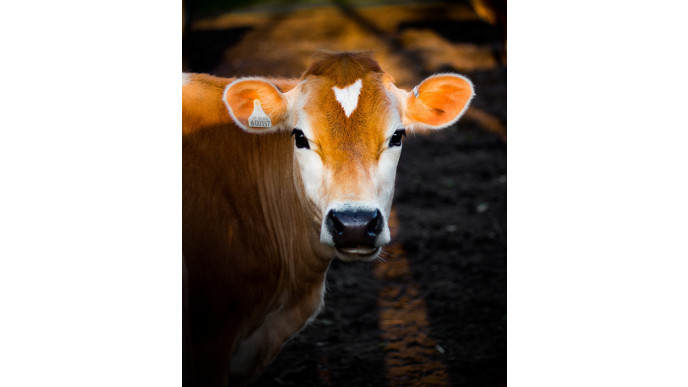 There's now a dating app for cows