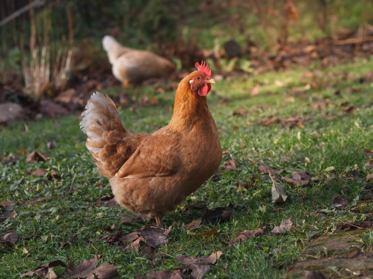 Two chickens walking through the grass