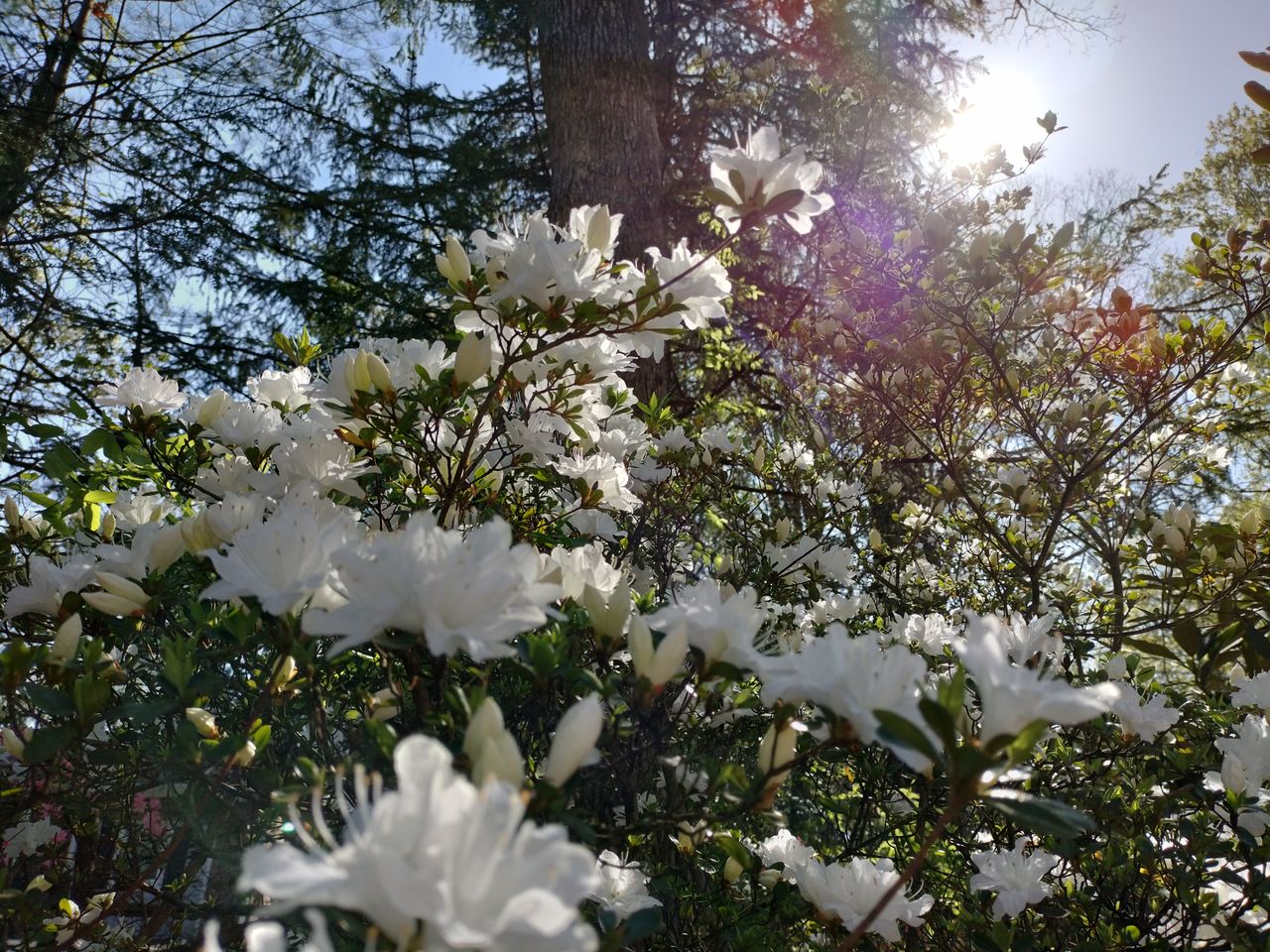 OnePlus Nord N20 camera sample