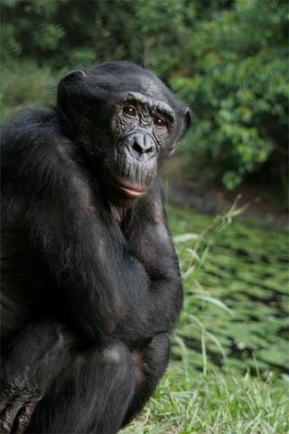 Primatologists Brain Hare studies bonobos. Here, a bonobo named Mimi, the alpha female, has a little down time.