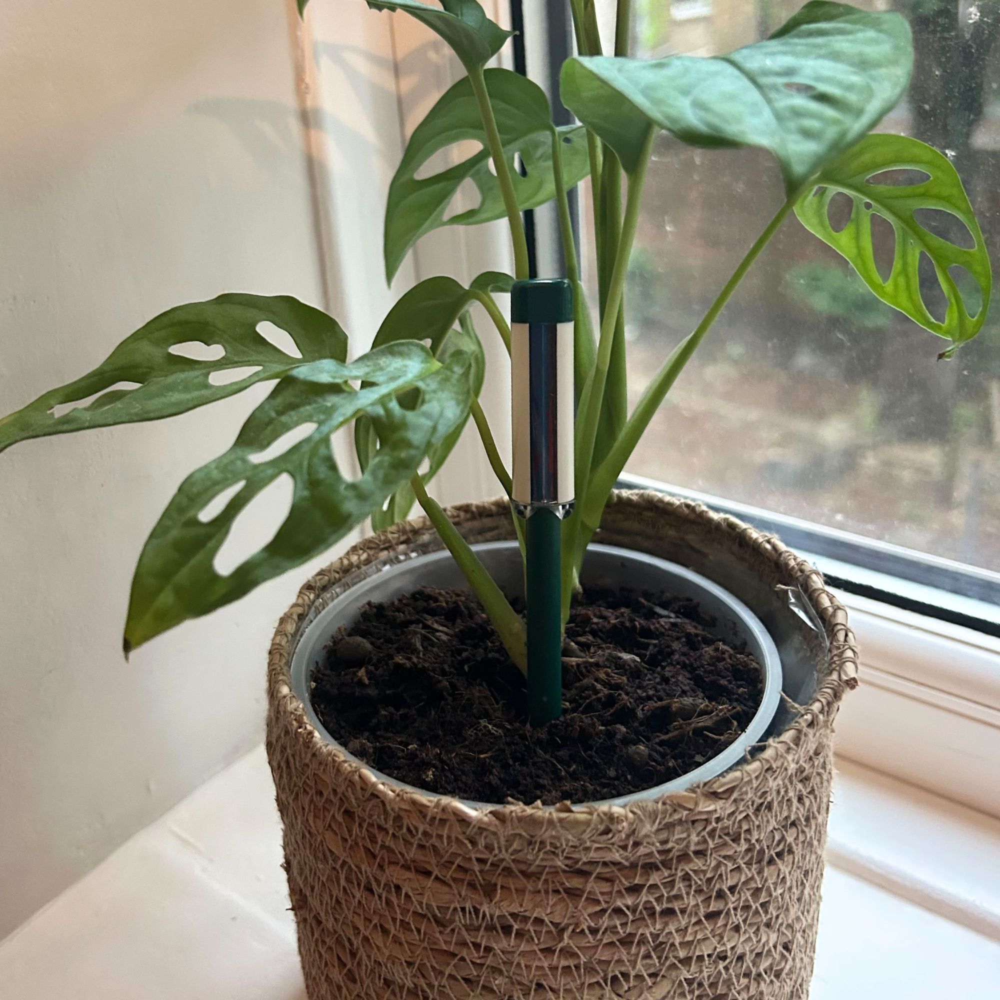 Westland Watering Indicator in plant pot with monstera houseplant on windowsill
