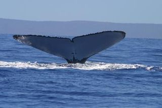 A humpback whale shows its fluke off Hawaii. An individual's fluke has distinctive markings and coloration.