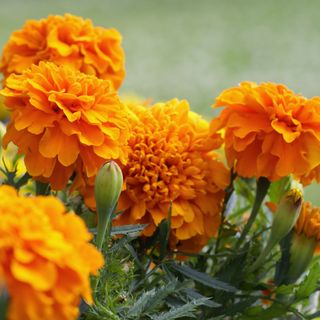 Marigold flowers