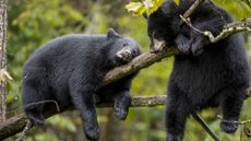two black bears lounge in a tree