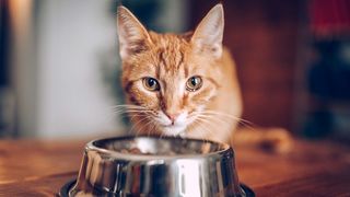 cat bowl full of kibble and ginger cat looking at camera