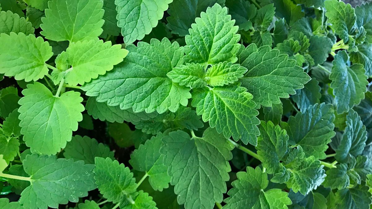 What does catnip do to cats? PetsRadar