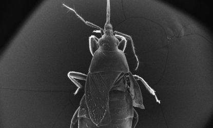 A scanned Electron Microscopy image of a mated female warehouse pirate bug
