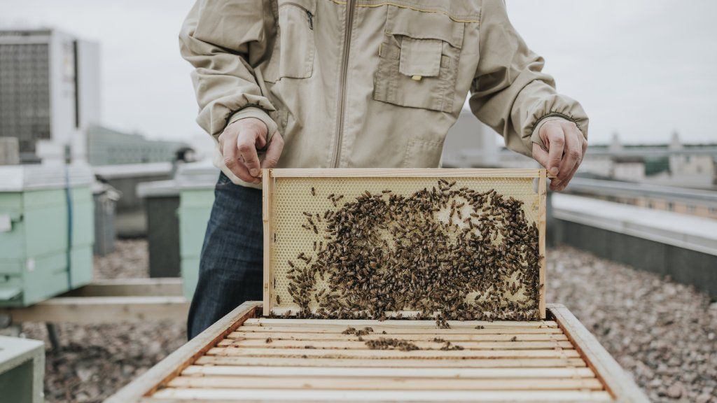 A beekeeper on a rooftop pulls a frame covered in bees from a beehive