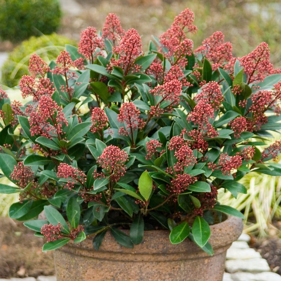 Skimmia Japonica 'rubella' (male)