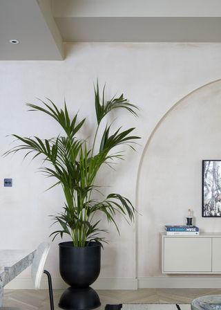 A parlour palm tree in a living room and place in a black planter