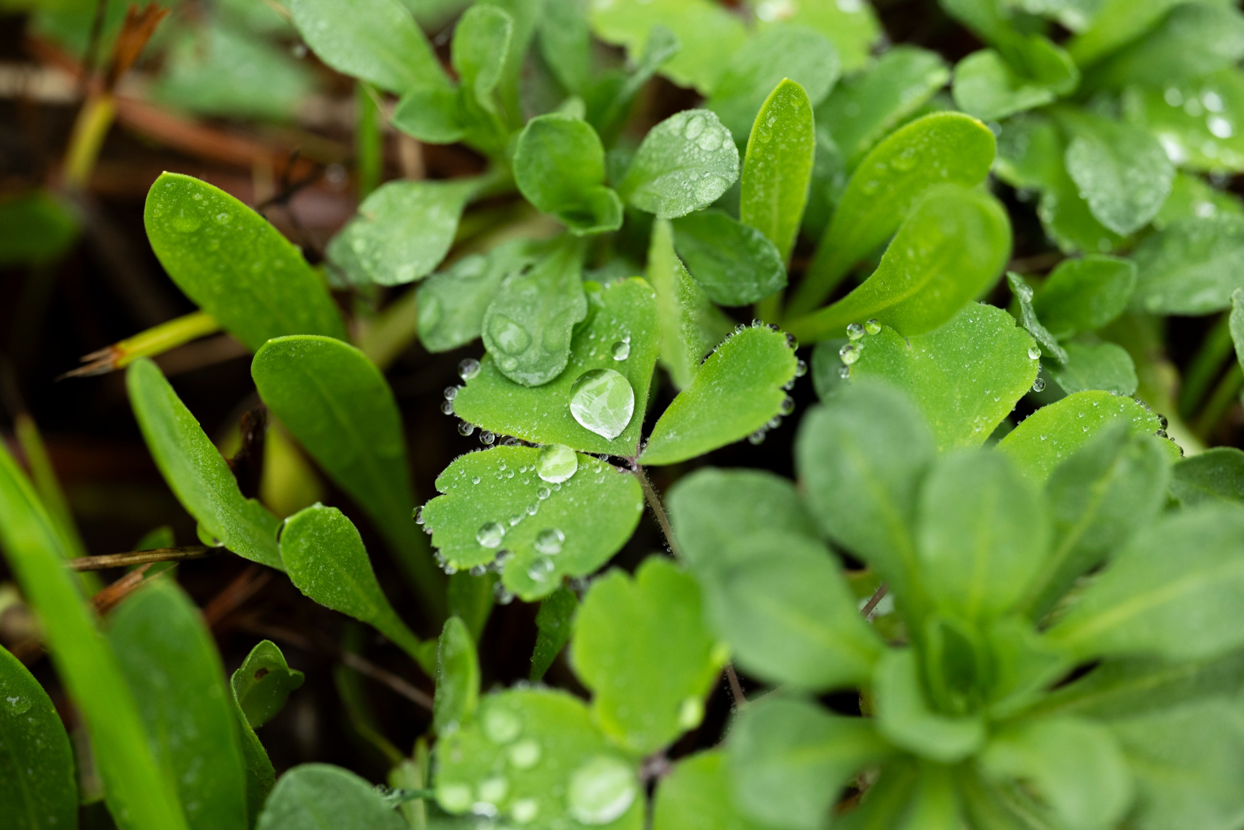 Leica APO-Macro-Elmarit-SL 100 f/2.8 Sample images
