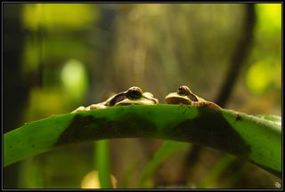 Two amazon milk frogs on a leaf.