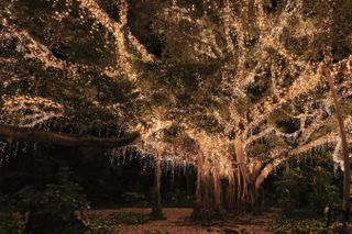 A tree draped in fairy lights