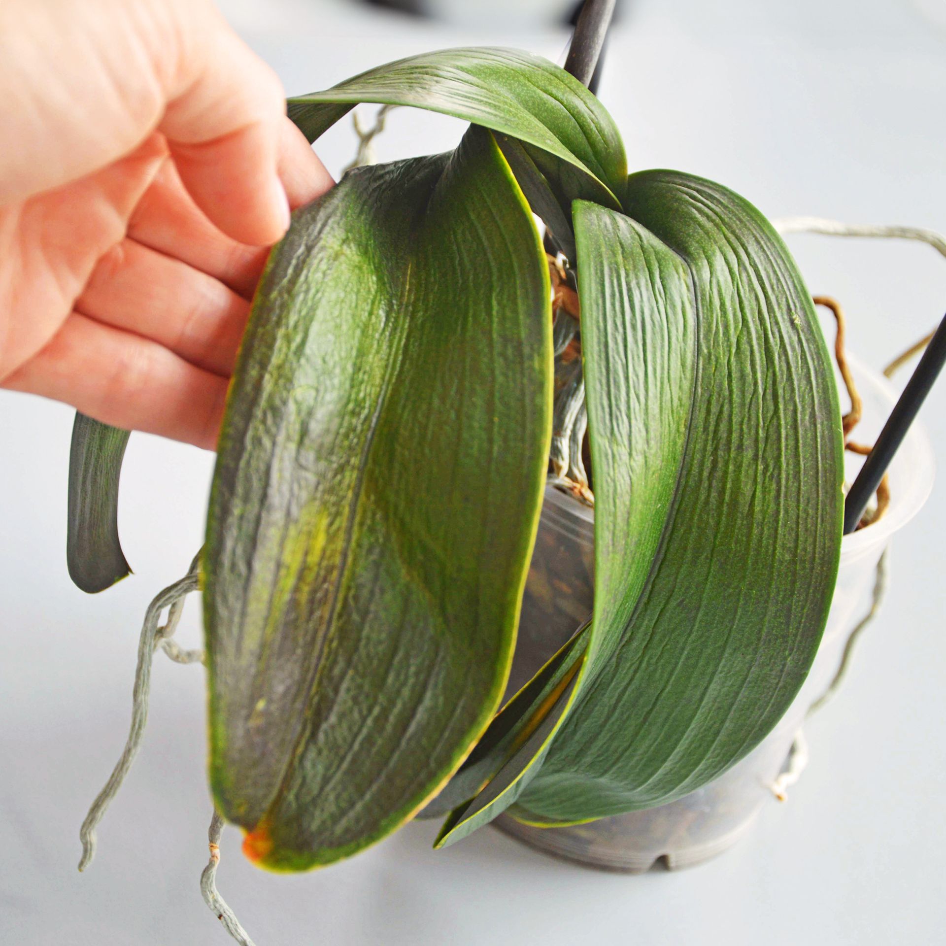 Gardener examines wrinkled orchid leaves on houseplant