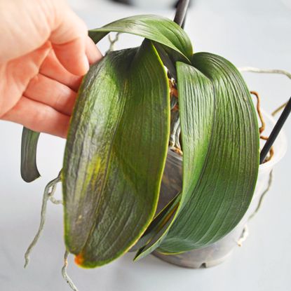 Gardener examines wrinkled orchid leaves on houseplant