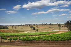Vineyards in Hunter Valley, New South Wales, could be among the beneficiaries of a UK Australia trade deal