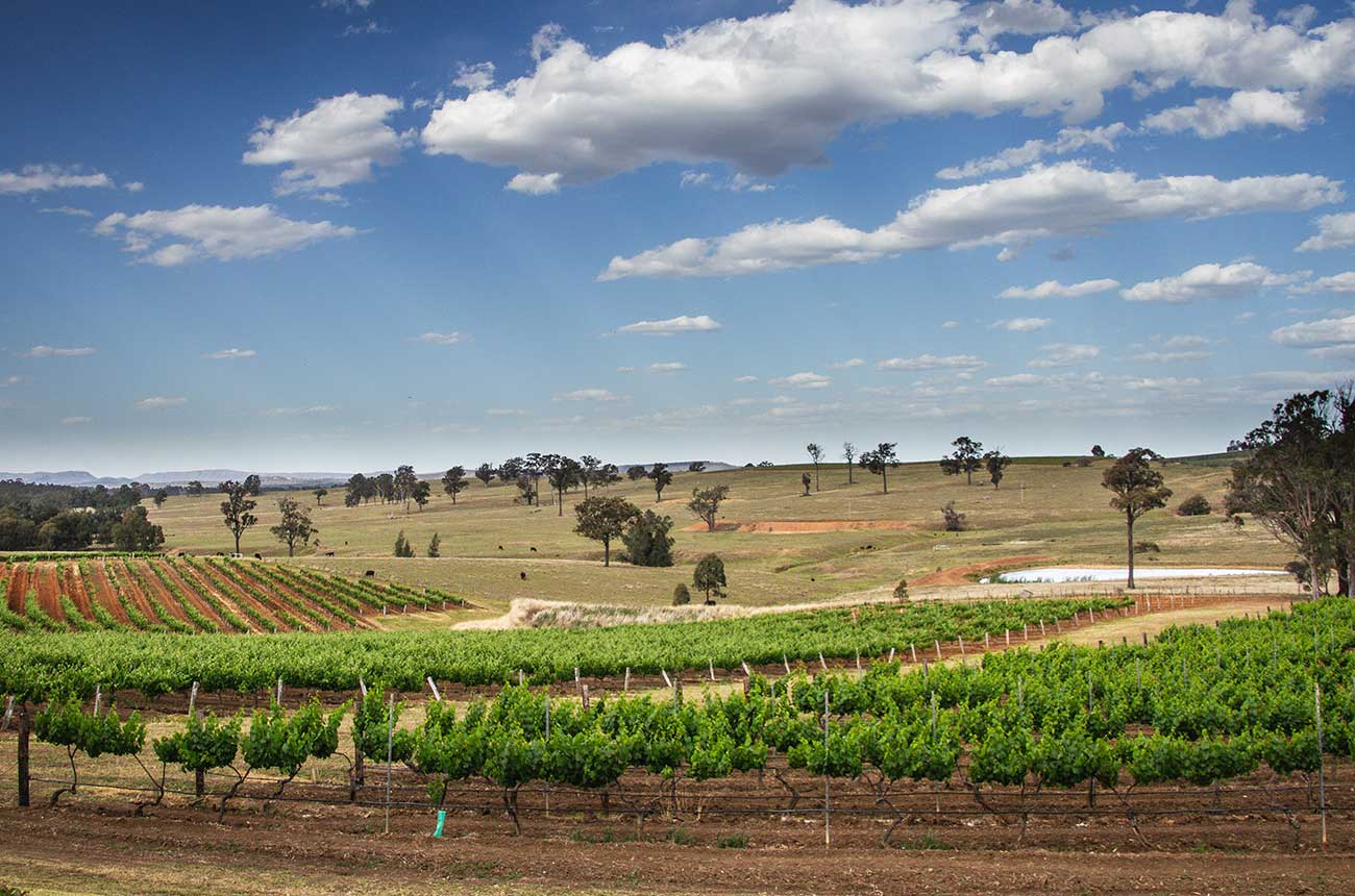 Vineyards in Hunter Valley, New South Wales, could be among the beneficiaries of a UK Australia trade deal