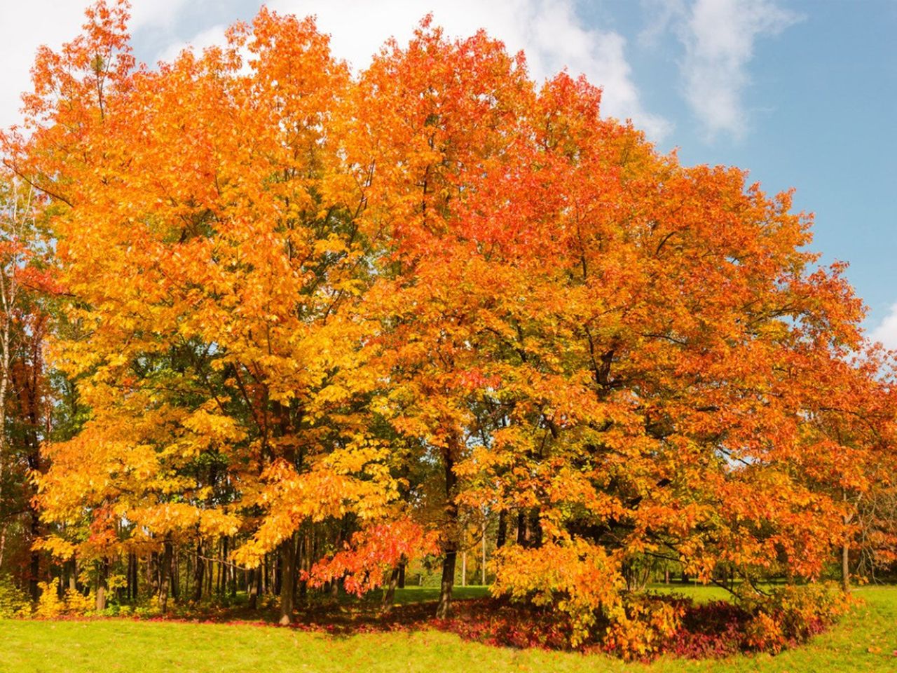 Large Autumn Orange-Yellow Leaved Tree