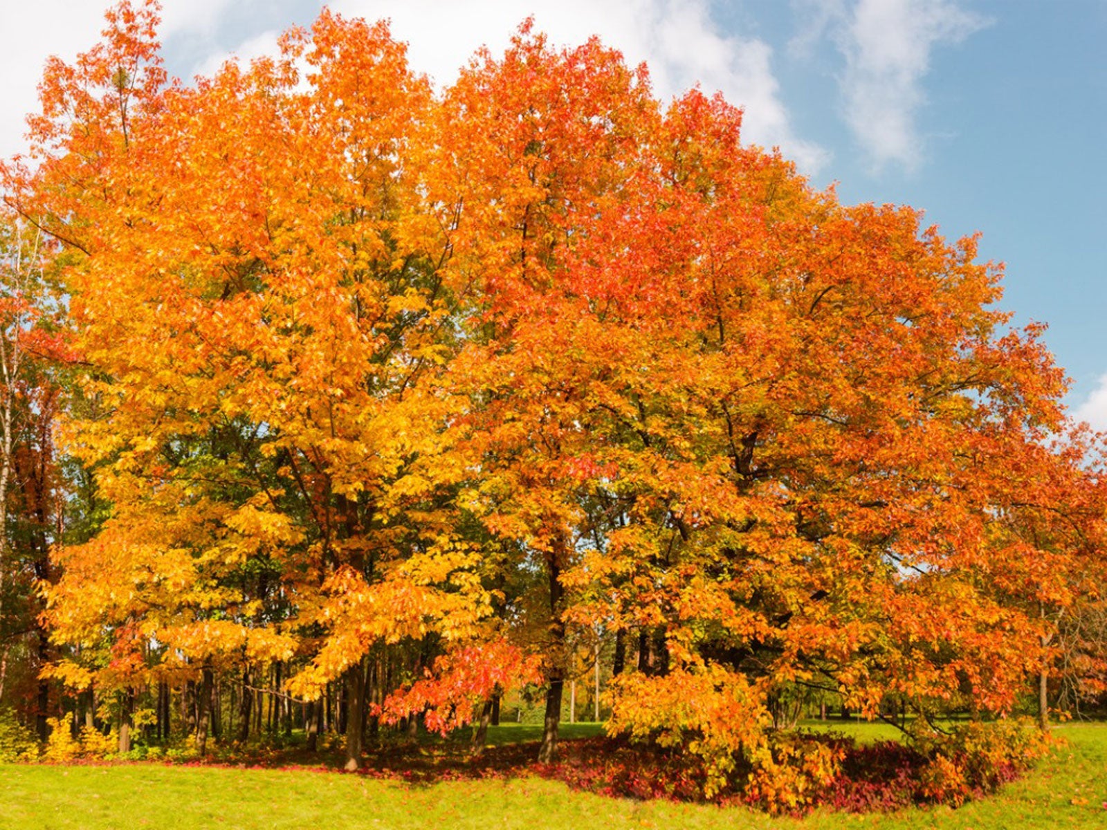 shade-tree-varieties-to-keep-cool-deciding-what-shade-tree-to-plant