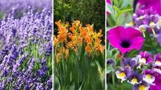 Flowers to plant in May, including lavender, orange canna lilies, and pink petunias