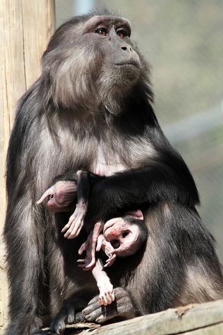Macaque mothers