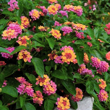 3 Lantana Plants Live, Pink Lantana Flower Live Plant, Colorful Perennial Flower Garden, 4 to 7 Inches