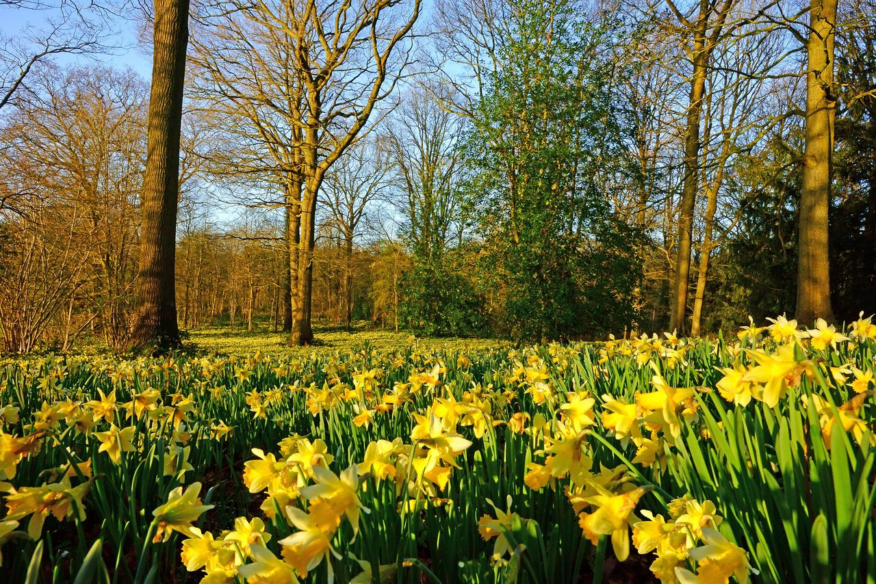 Daffodils carpet the woodland floor in the &#039;Golden Triangle&#039; of Daffodils in Dymock, Gloucestershire.