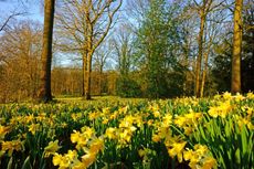 Daffodils carpet the woodland floor in the 'Golden Triangle' of Daffodils in Dymock, Gloucestershire.