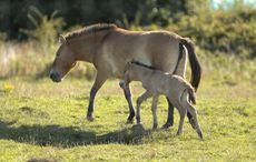 Przewalski-foal.jpeg