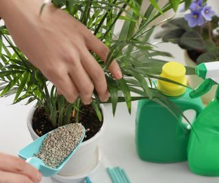 feeding houseplant with granular fertilizer