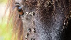 Close up of horse&rsquo;s face with flies around the eye