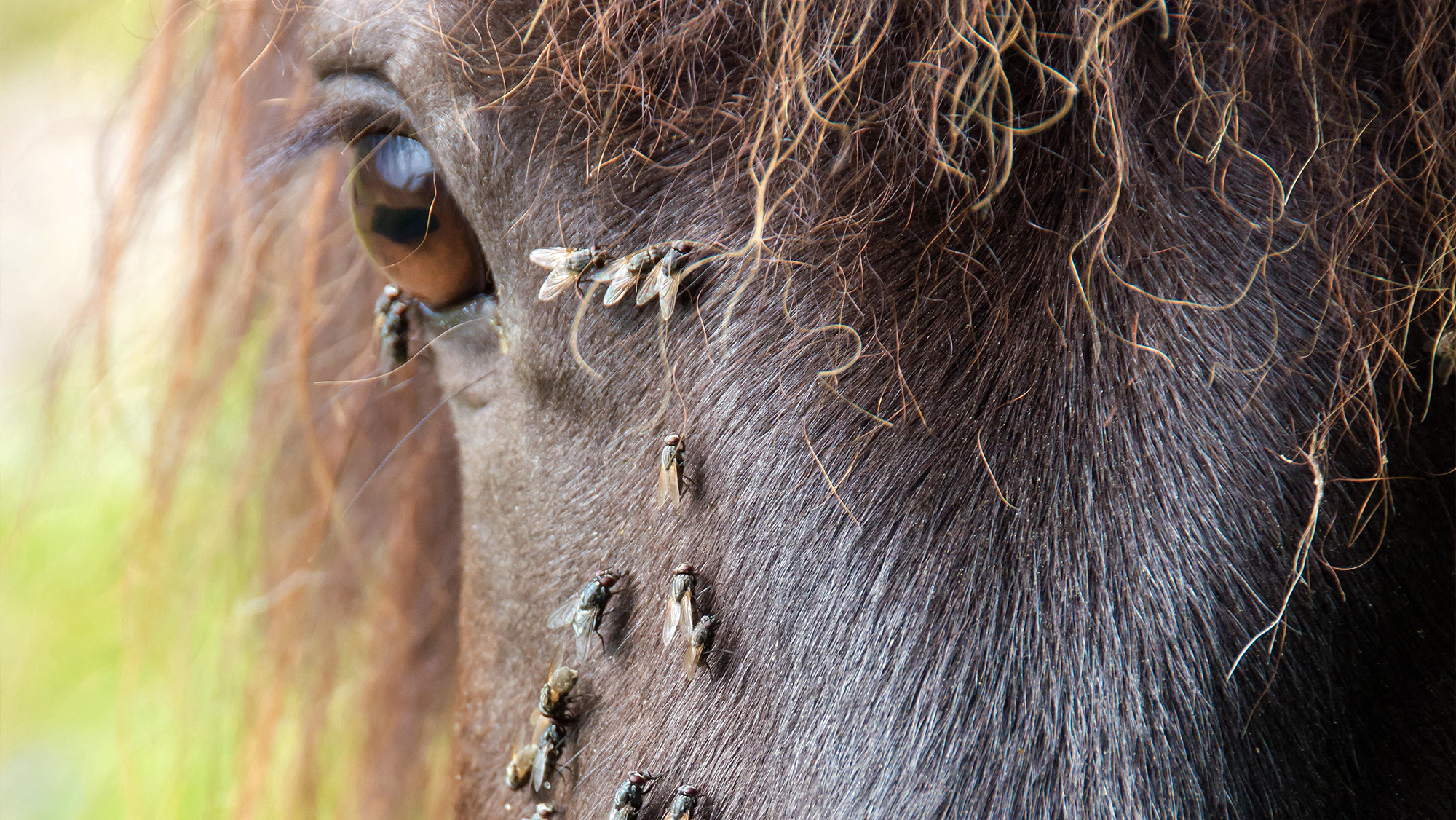 Close up of horse&rsquo;s face with flies around the eye