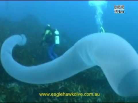 pyrosome