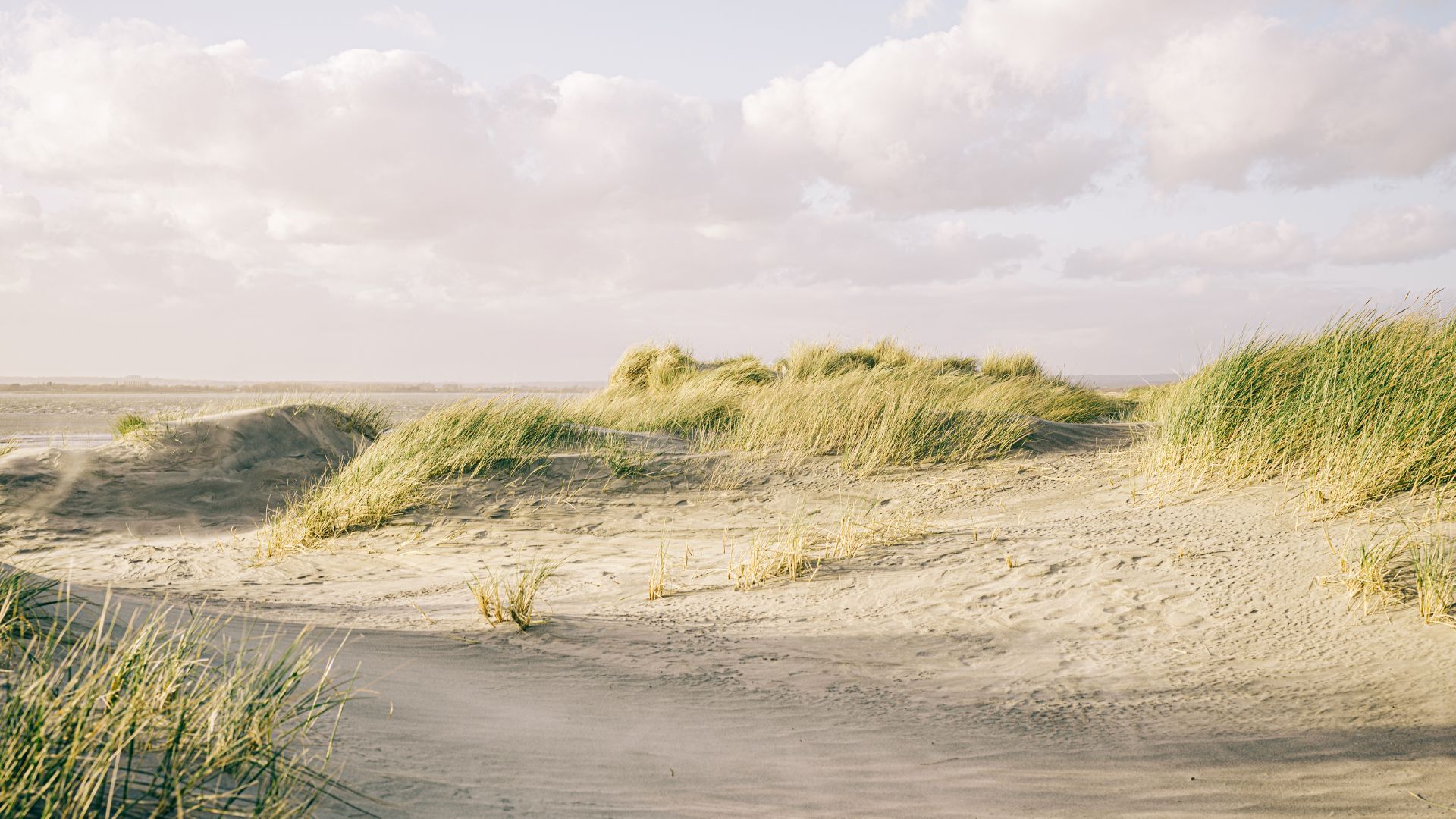 beach with grass