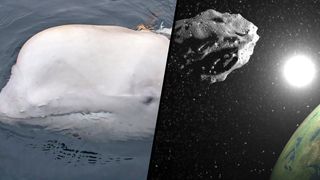 a beluga whale with a strap around its neck surfacing from the water, and an asteroid with the sun and earth in the background