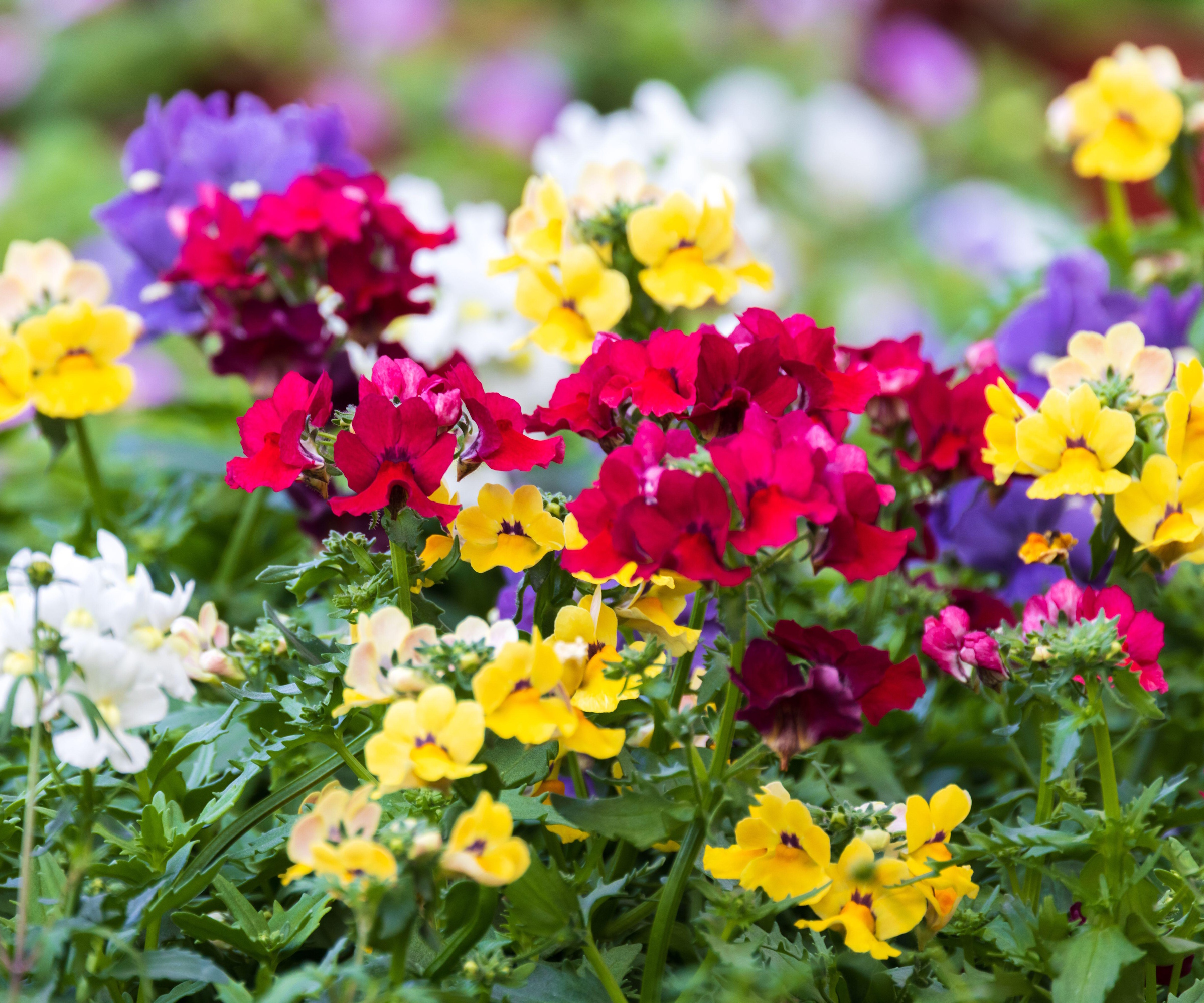 Nemesia flowers
