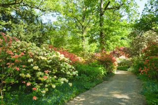 Rhododendrons growing in Surrey