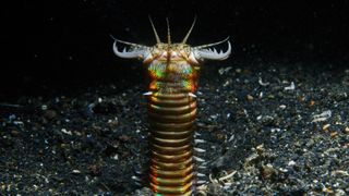 Bobbit worm comes out halfway from its sand burrow, flaring its tentacle-like structures on its head
