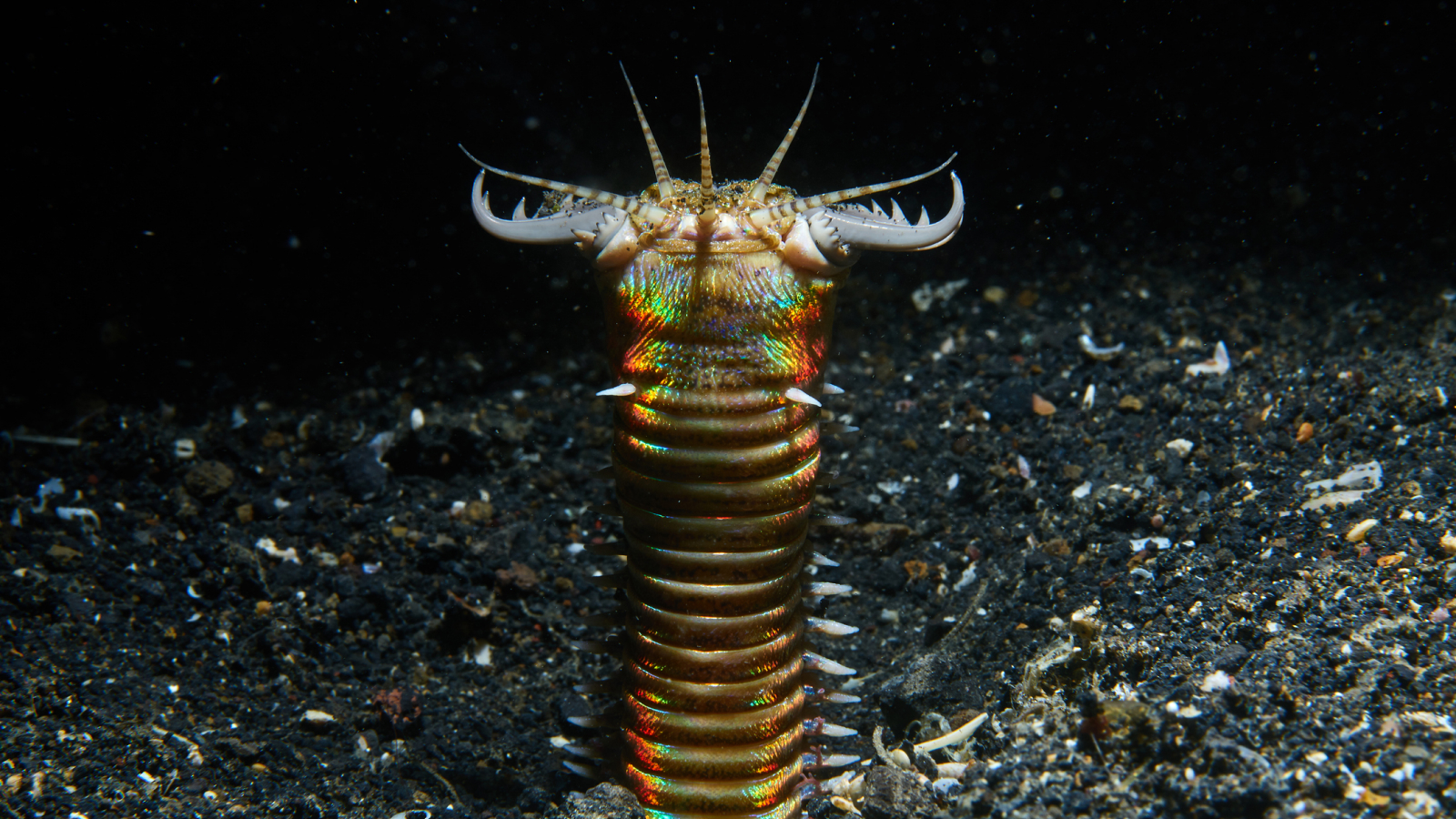 Sand striker: The glittering 'bobbit' worm that chops fish in half with its retractable jaws