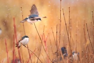 tree swallows perch in fields around Ithaca, New York