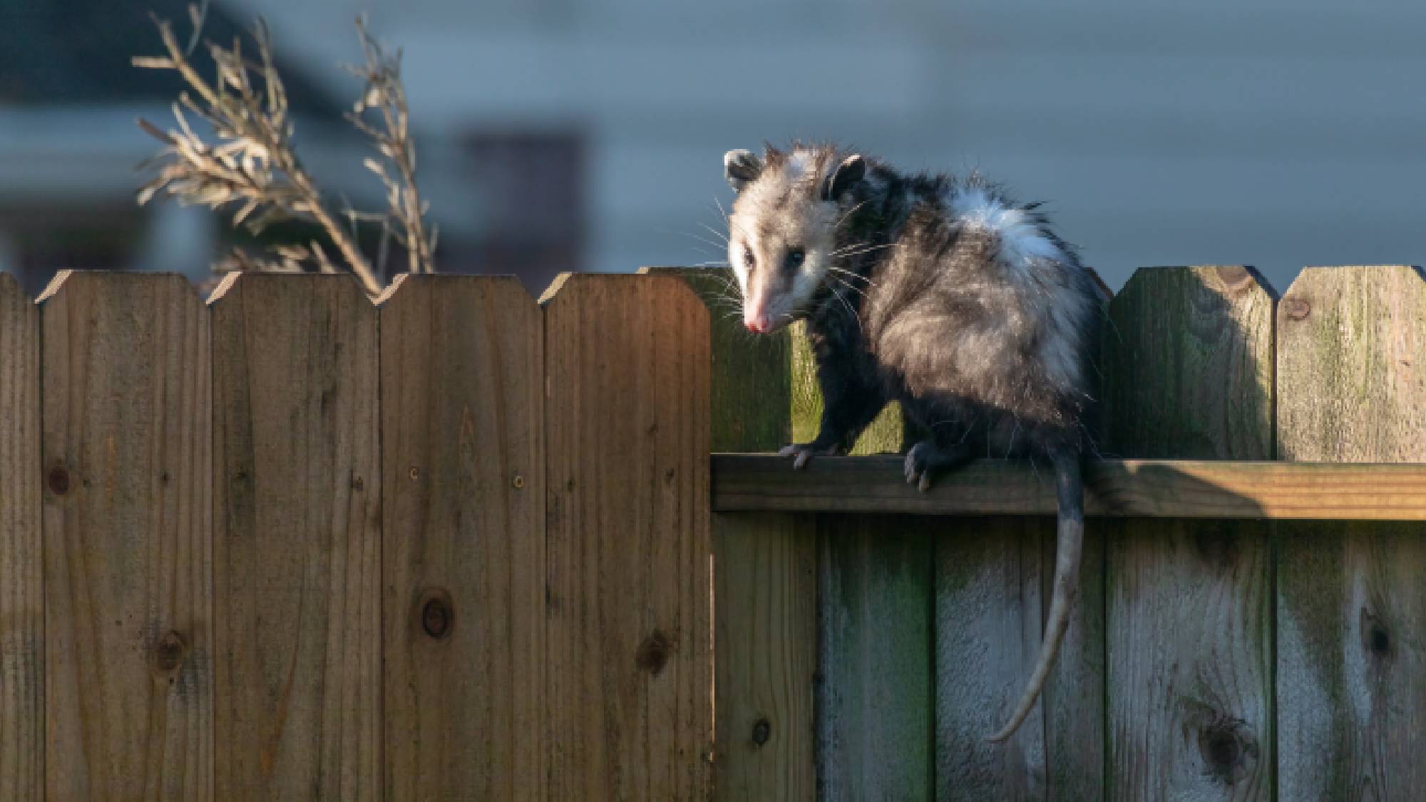An opossum balancing along the top ledge of a wooden fence