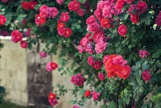 A growing climbing red rose shrub