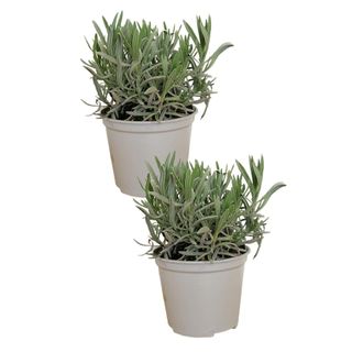 two lavender plants in grey pots on a white background