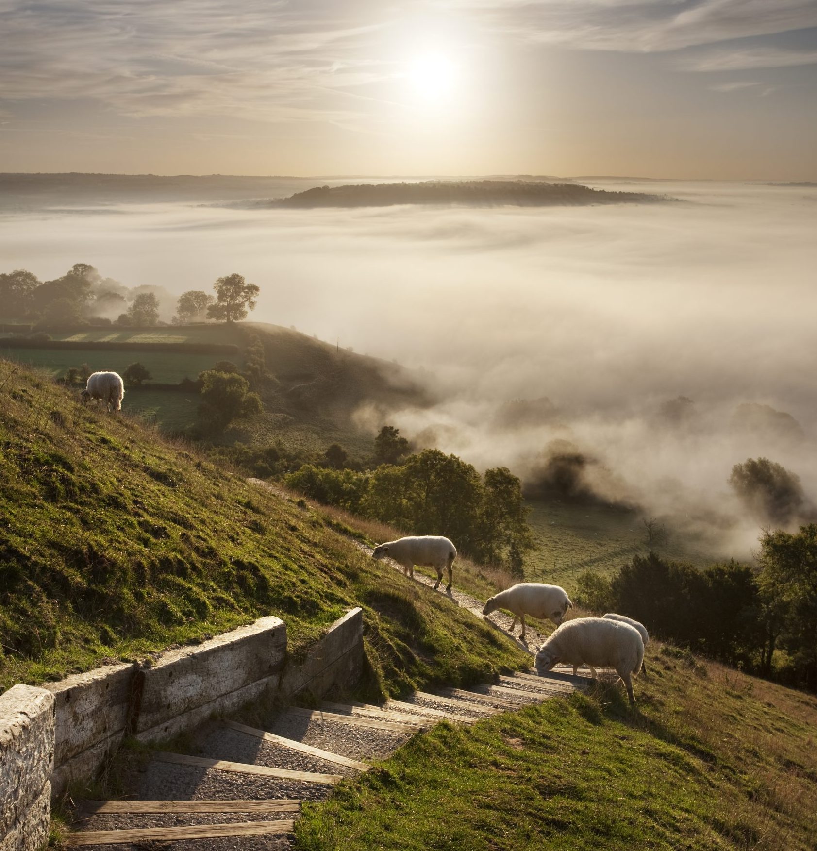 Sheep on the pathway at Glastonbury Tor with a view over a misty Somerset.