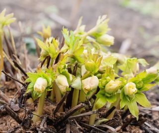 Hellebore shoots in spring with green foliage and cream buds