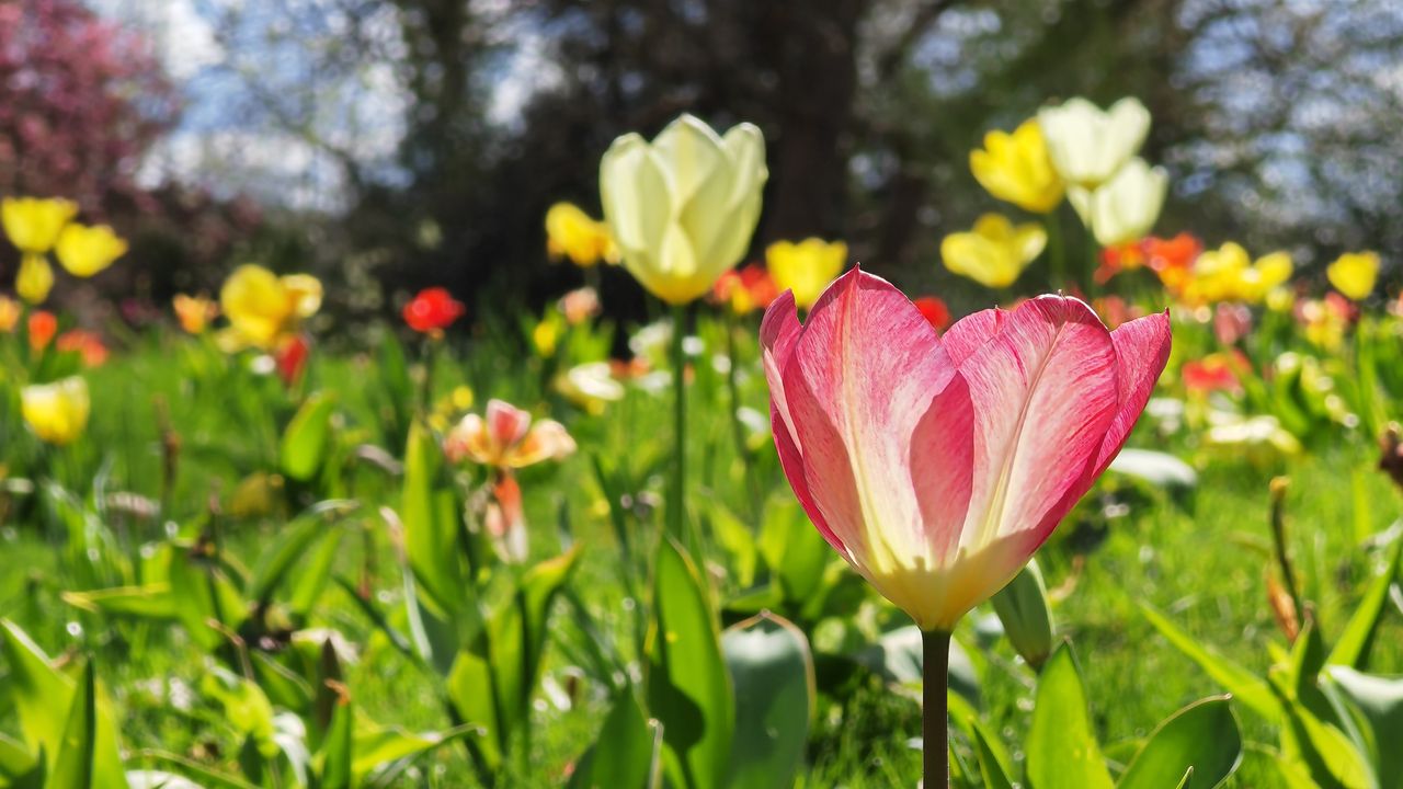 Honor Magic 5 Pro review camera images