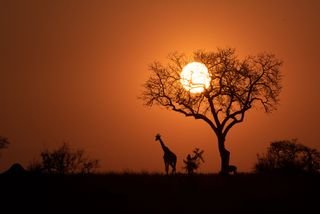 A silhouette of a giraffe standing next to a tree at sunset