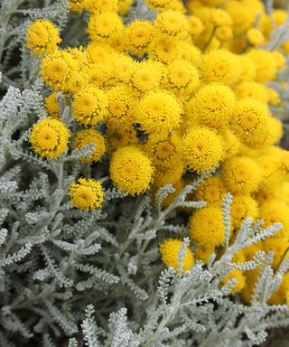 Cotton Lavender Santolina chamaecyparissus with tufts of yellow on silver foliage