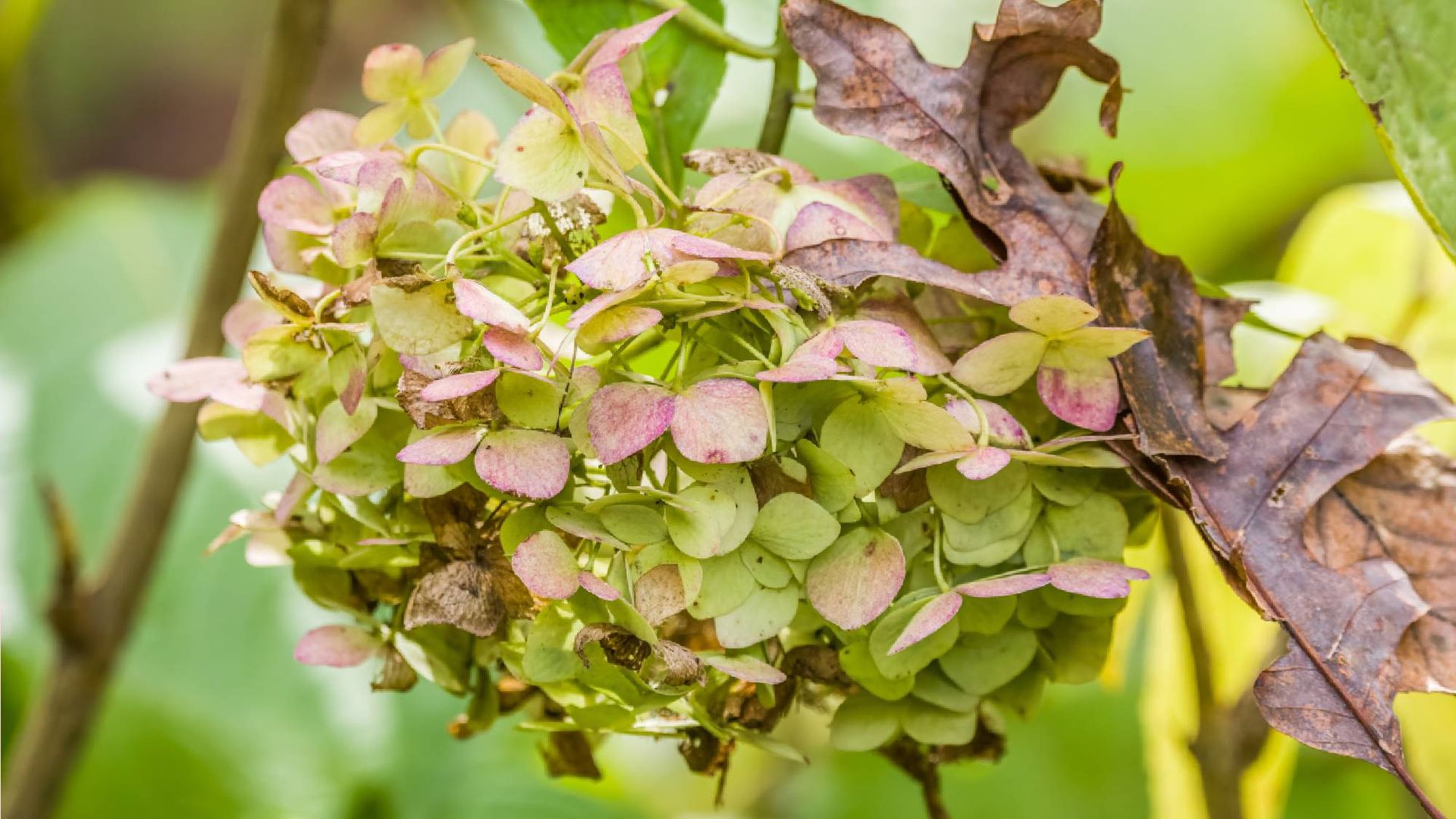 Last hydrangea bloom for the season with faded pink and green color petals that are turning brown during fall.